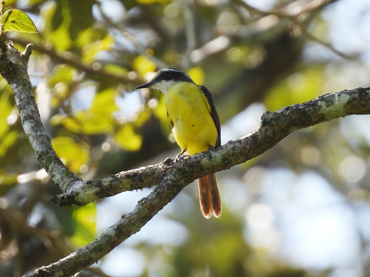 Lesser Kiskadee - ML637524199