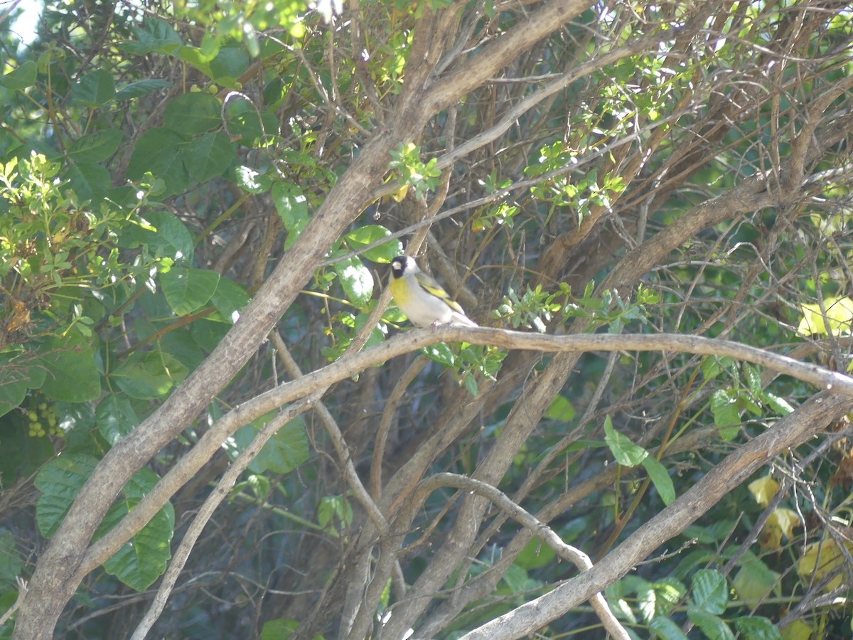 Lawrence's Goldfinch - ML637524248