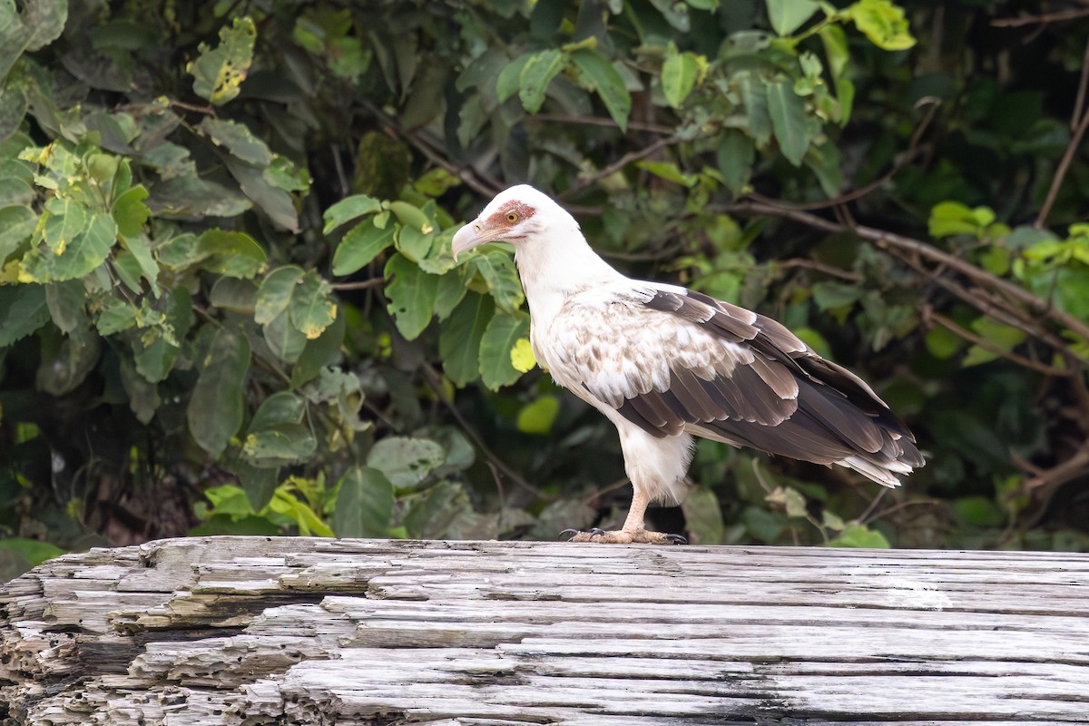 Palm-nut Vulture - ML637524249