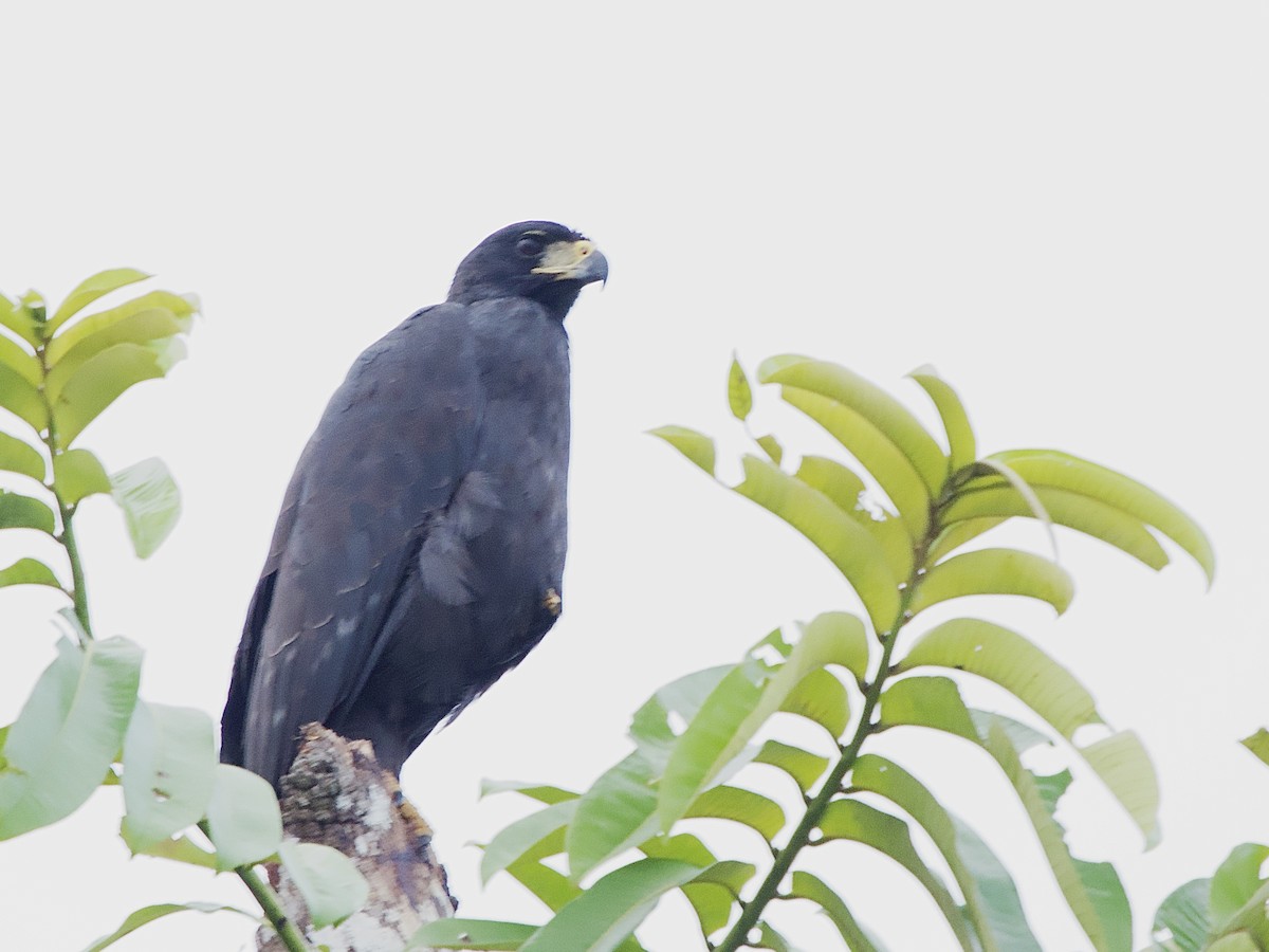 Great Black Hawk - ML637524279