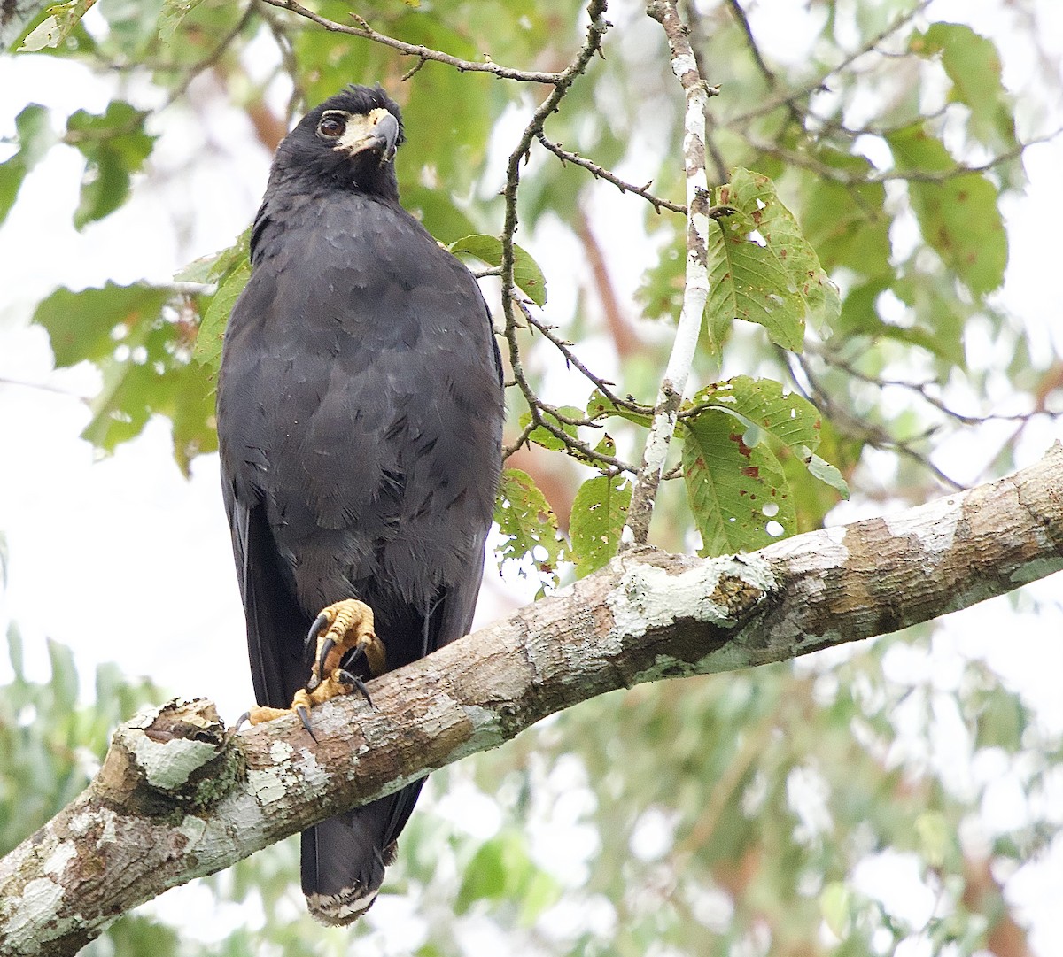 Great Black Hawk - ML637524280