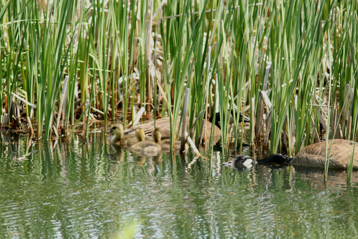 Канад галуу - ML637524297