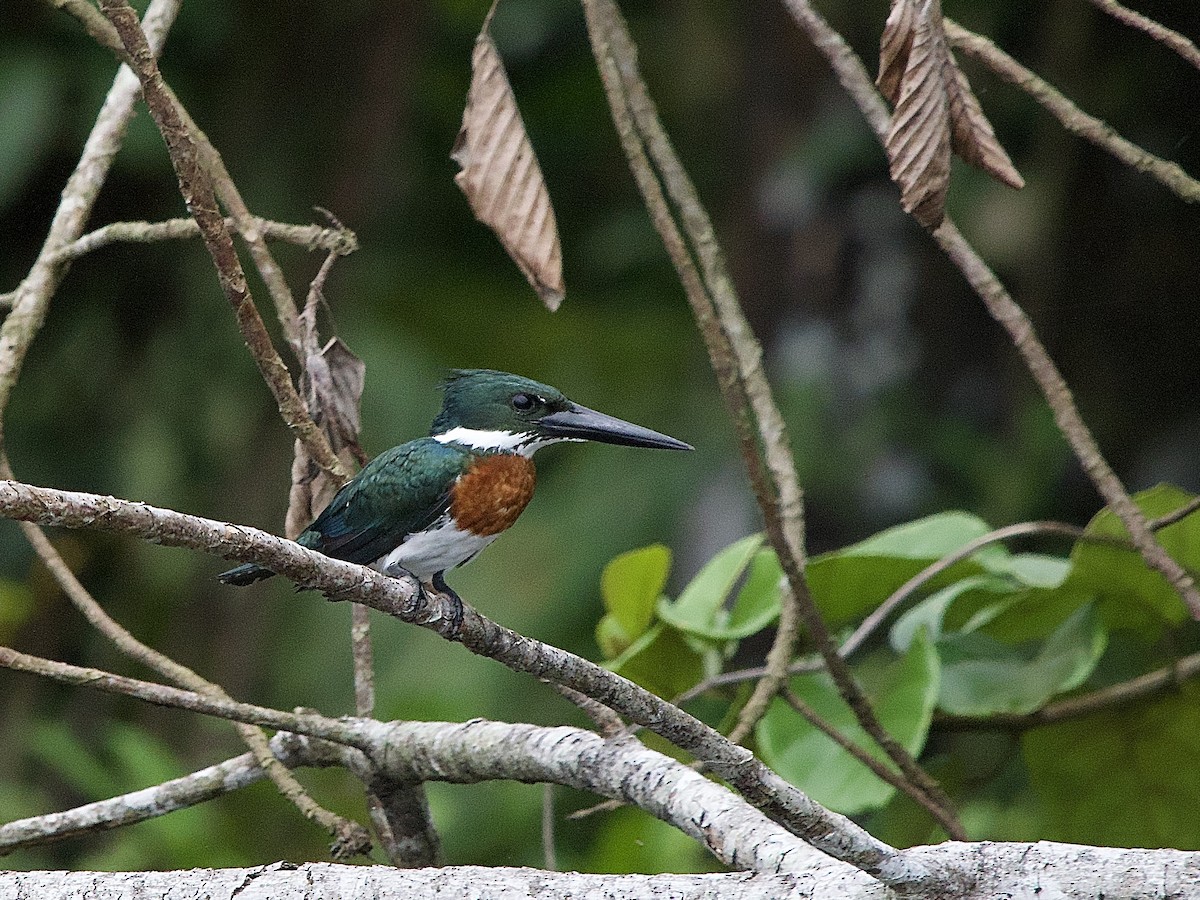 Amazon Kingfisher - ML637524299