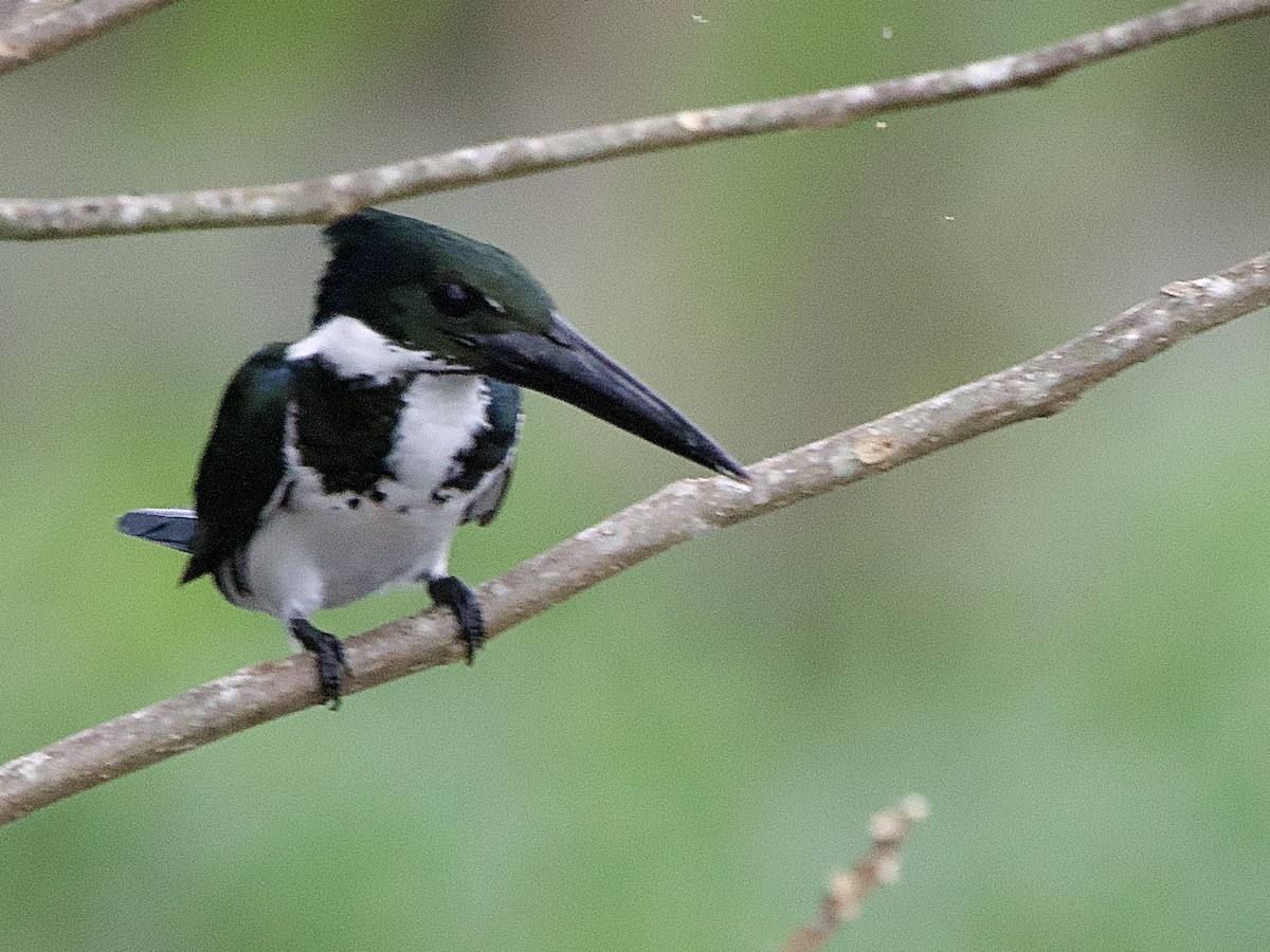 Amazon Kingfisher - ML637524300
