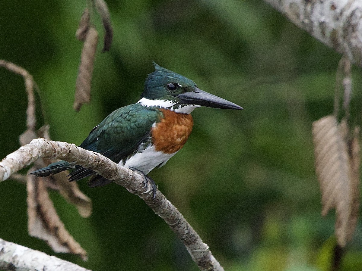 Amazon Kingfisher - ML637524301