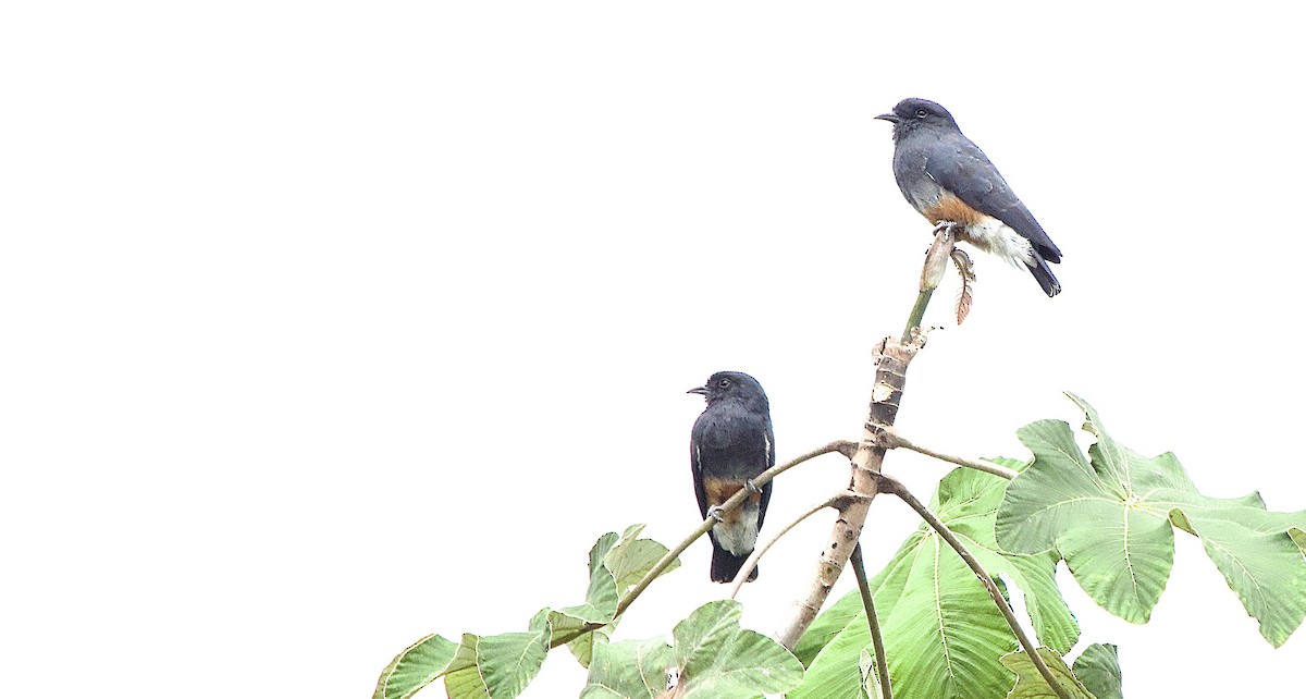 Swallow-winged Puffbird - ML637524325