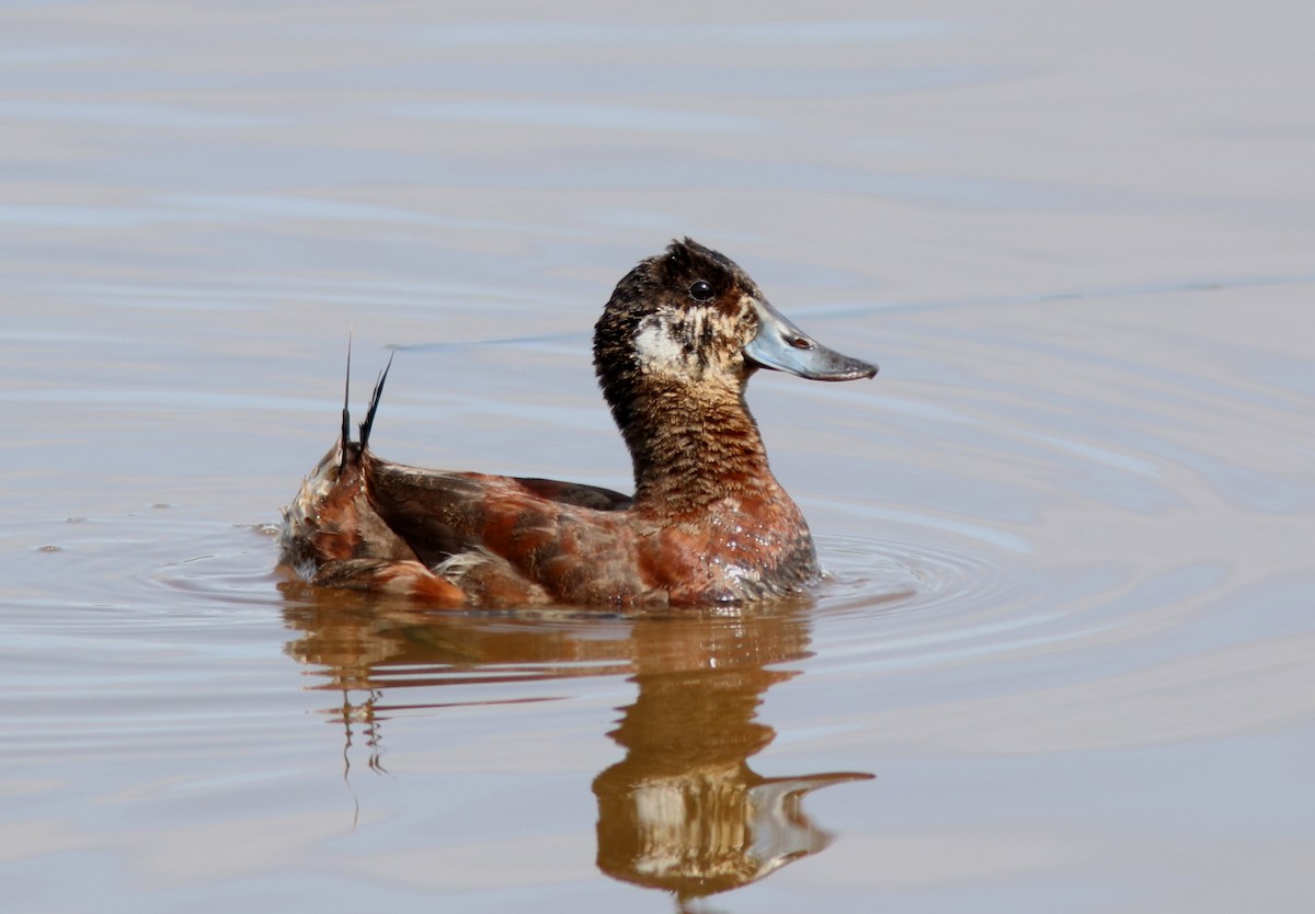 Ruddy Duck - ML637524326