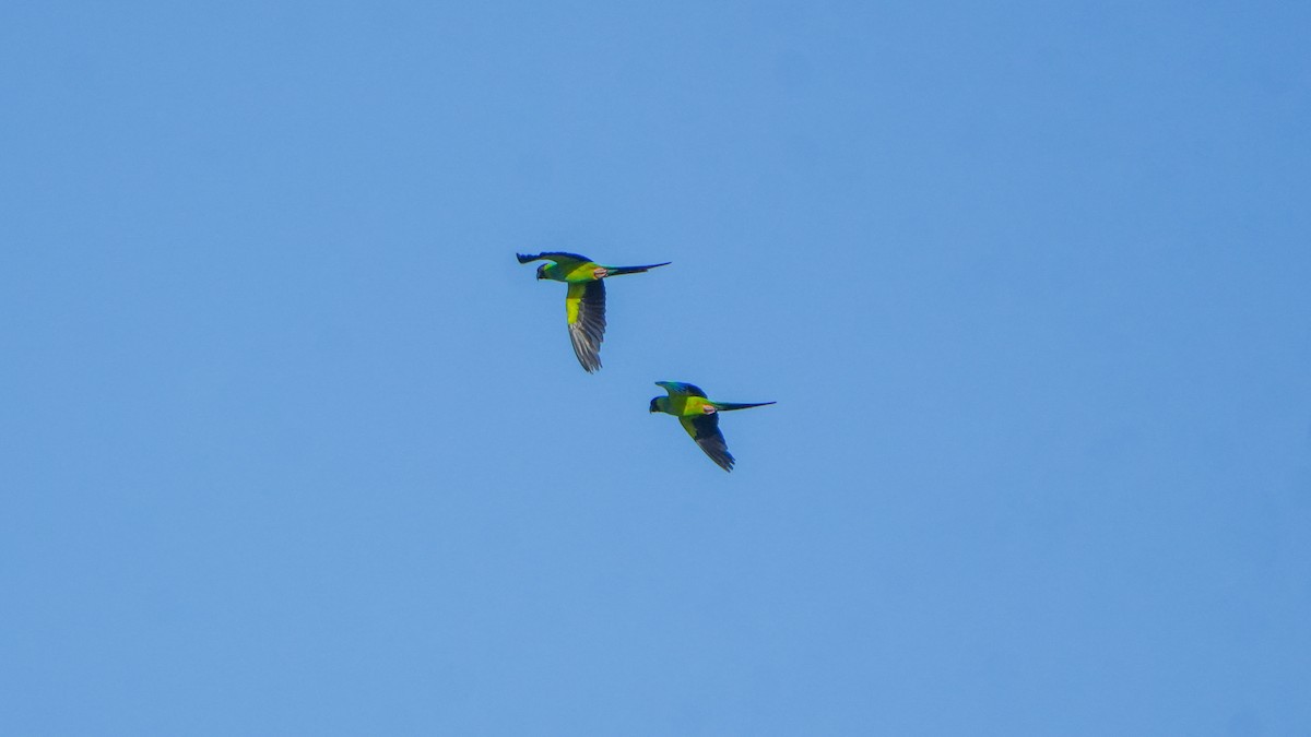 Nanday Parakeet - ML637524362
