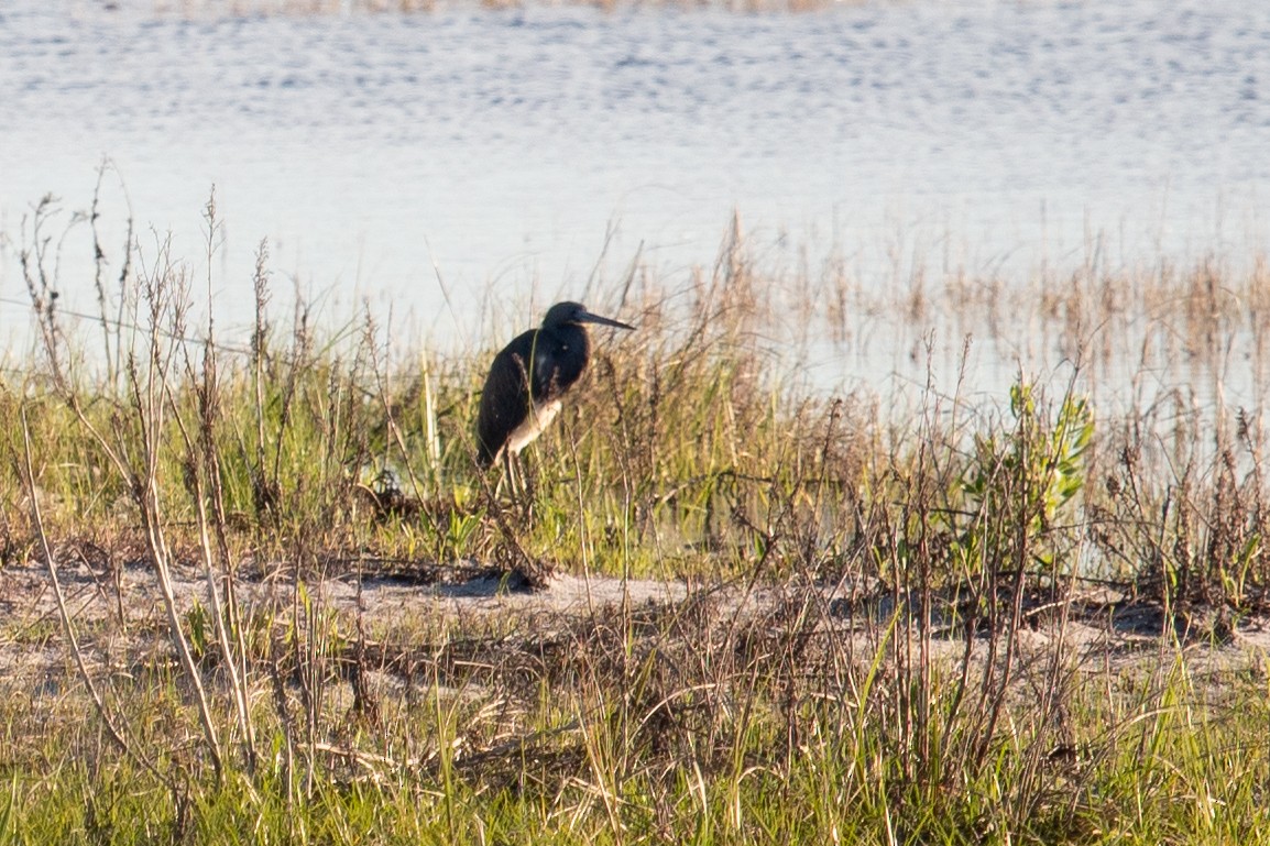 Tricolored Heron - ML637524488