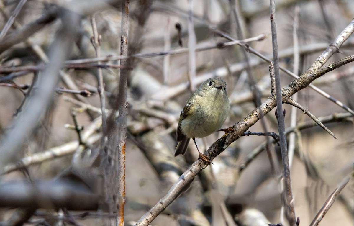 Ruby-crowned Kinglet - ML637524500