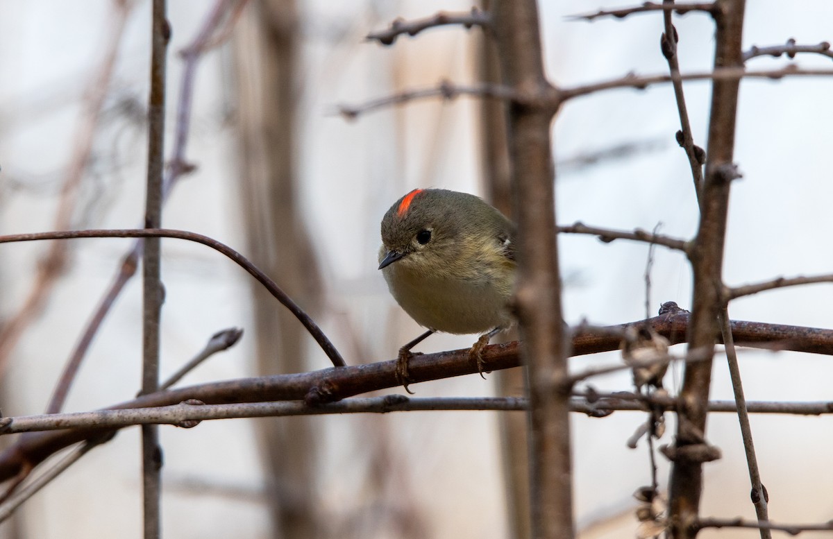 Ruby-crowned Kinglet - ML637524501