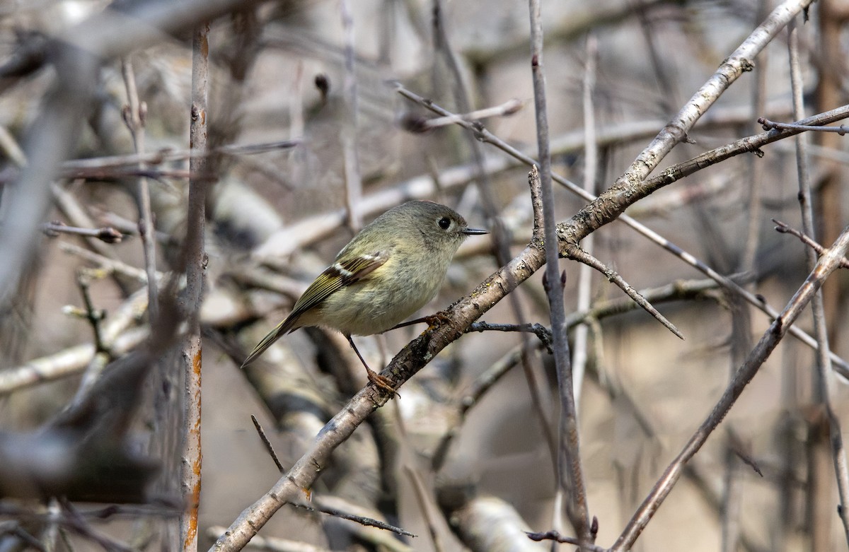 Ruby-crowned Kinglet - ML637524502