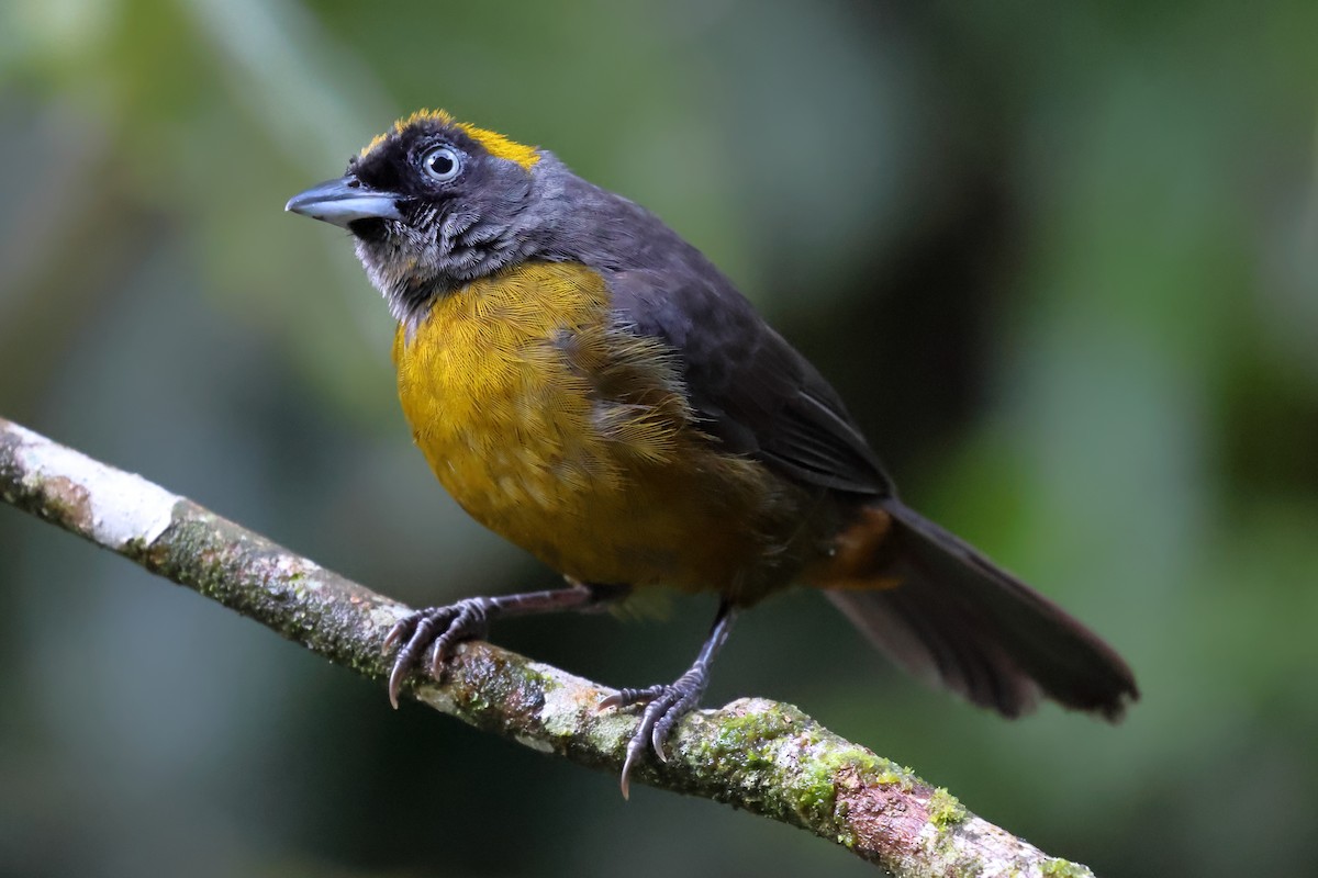 Dusky-faced Tanager - ML637524657