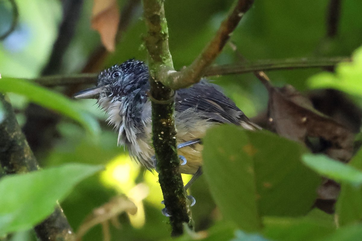 Spot-crowned Antvireo - ML637524716