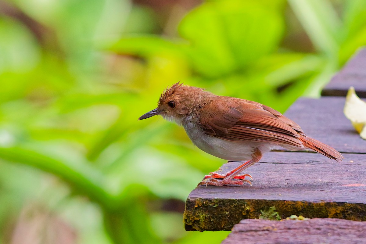 White-chested Babbler - ML637524752