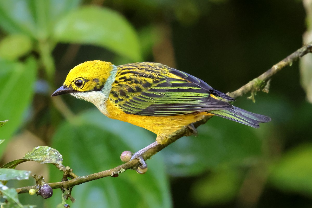 Silver-throated Tanager - ML637524761