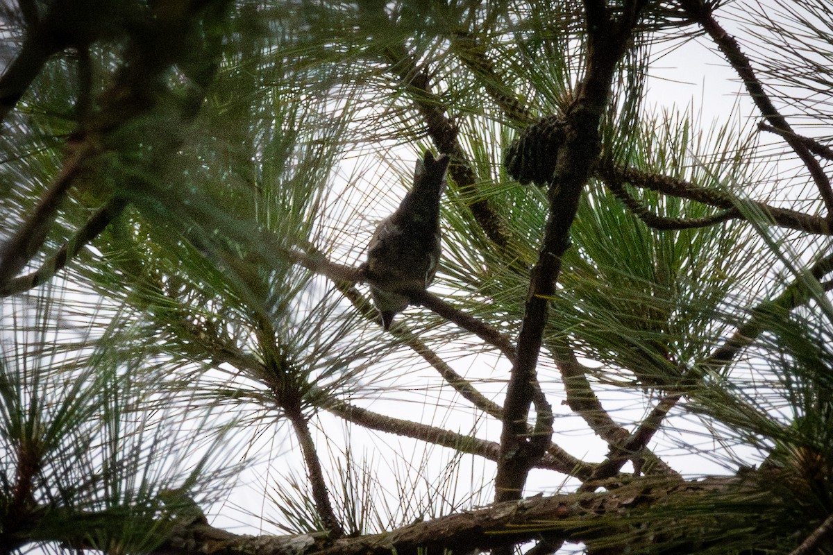 Red Crossbill (Dalat) - ML637524817
