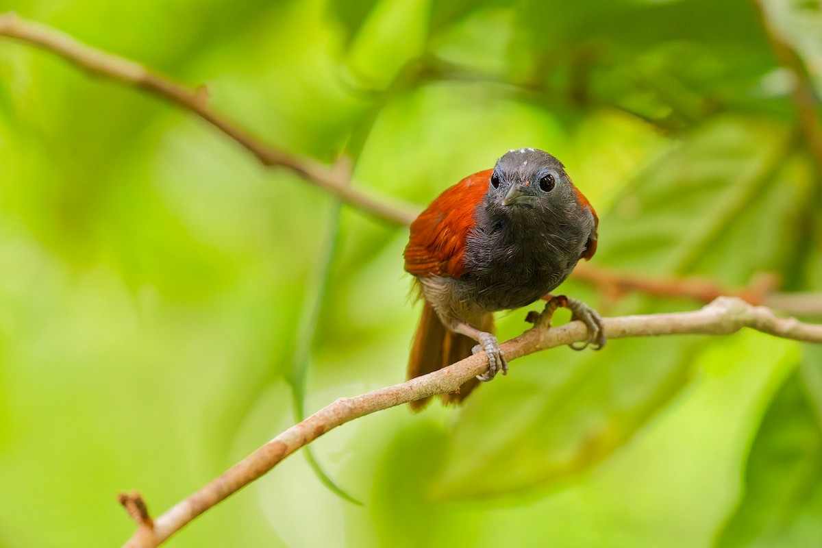 Gray-hooded Babbler - ML637524833