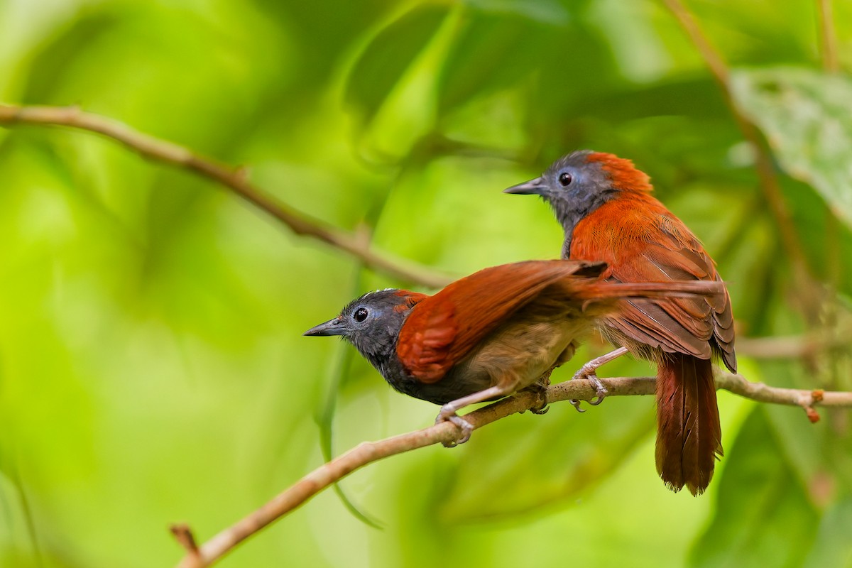 Gray-hooded Babbler - ML637524834