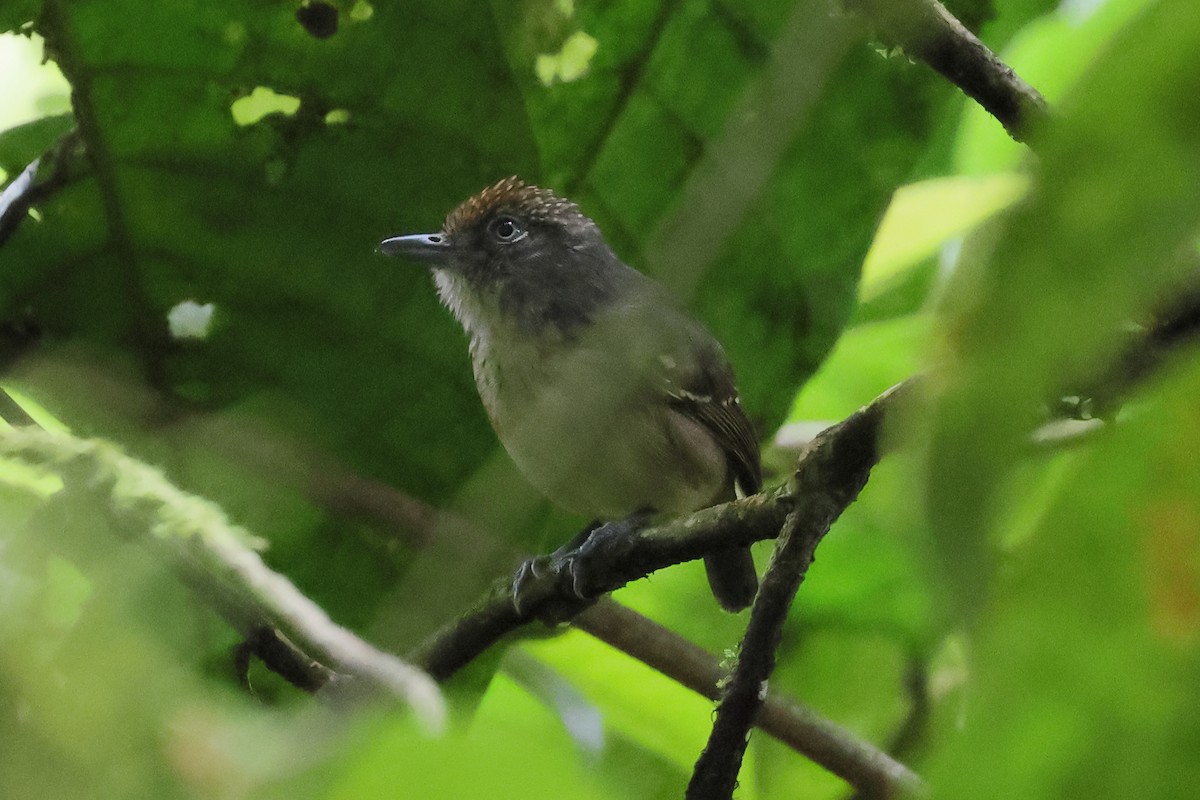 Spot-crowned Antvireo - ML637524854