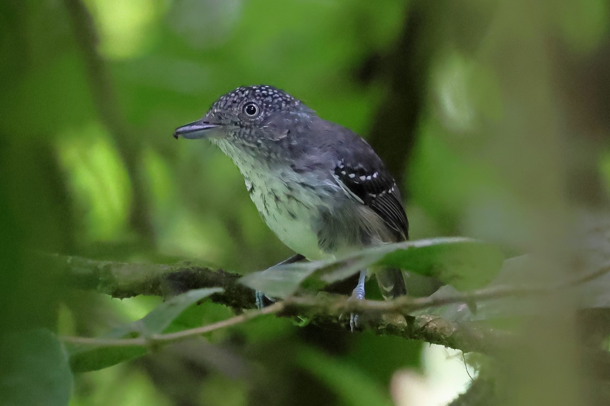 Spot-crowned Antvireo - ML637524855