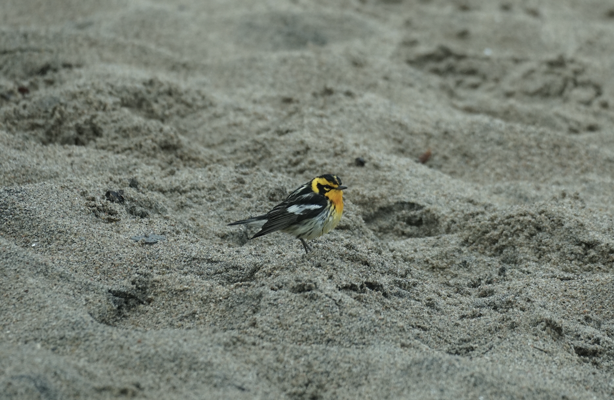 Blackburnian Warbler - ML637524863
