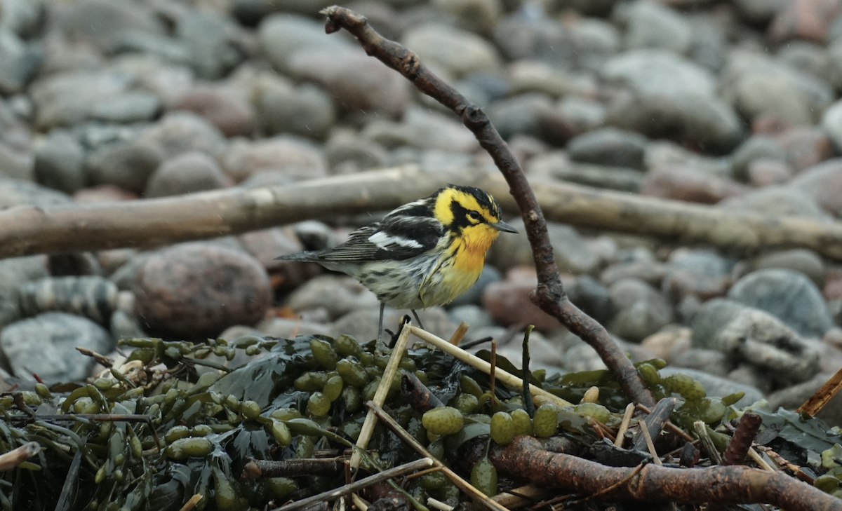 Blackburnian Warbler - ML637524864