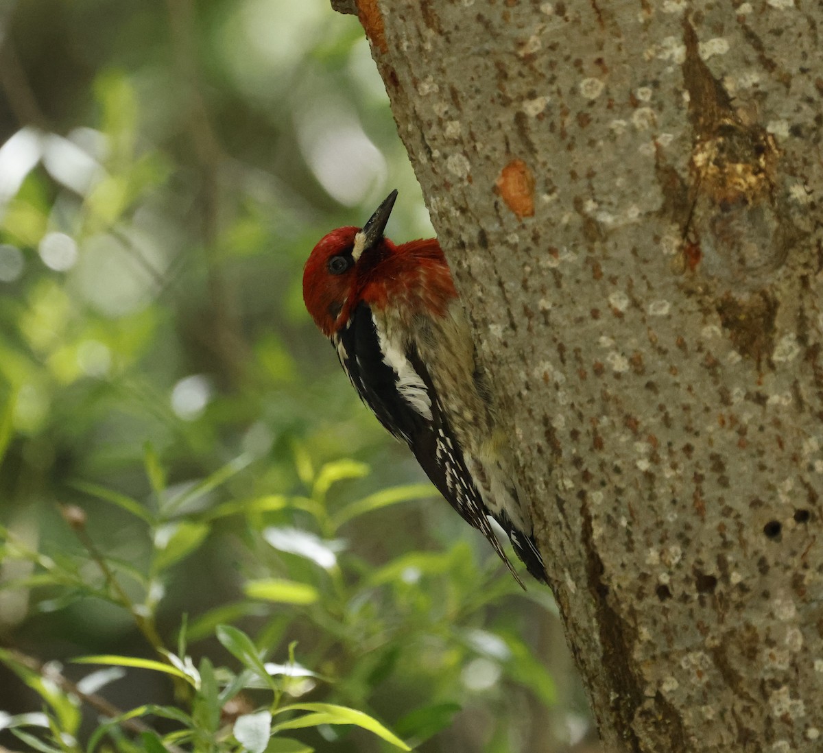 Red-breasted Sapsucker - ML637524866