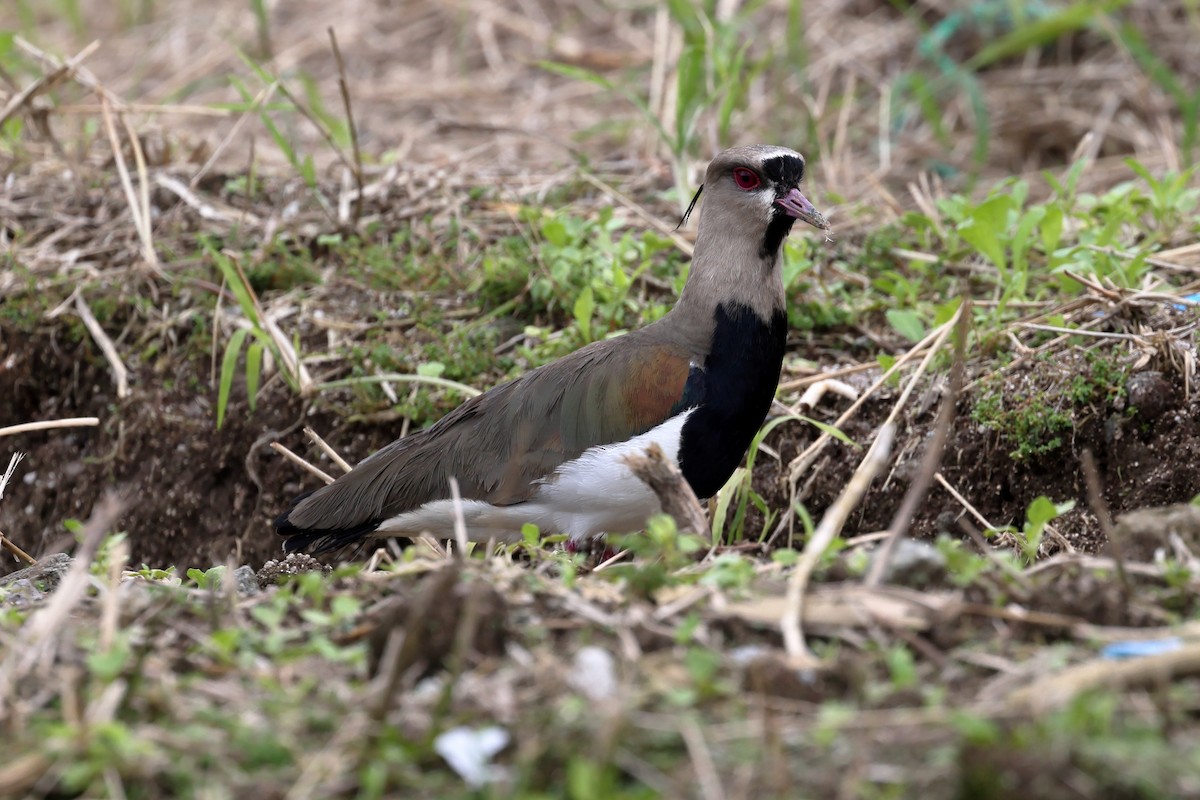 Southern Lapwing - ML637524870