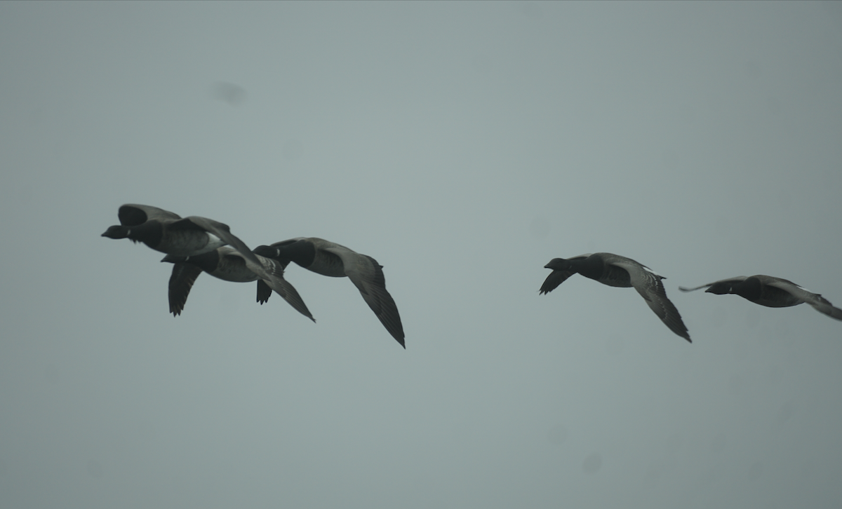 Brant - ML637524911