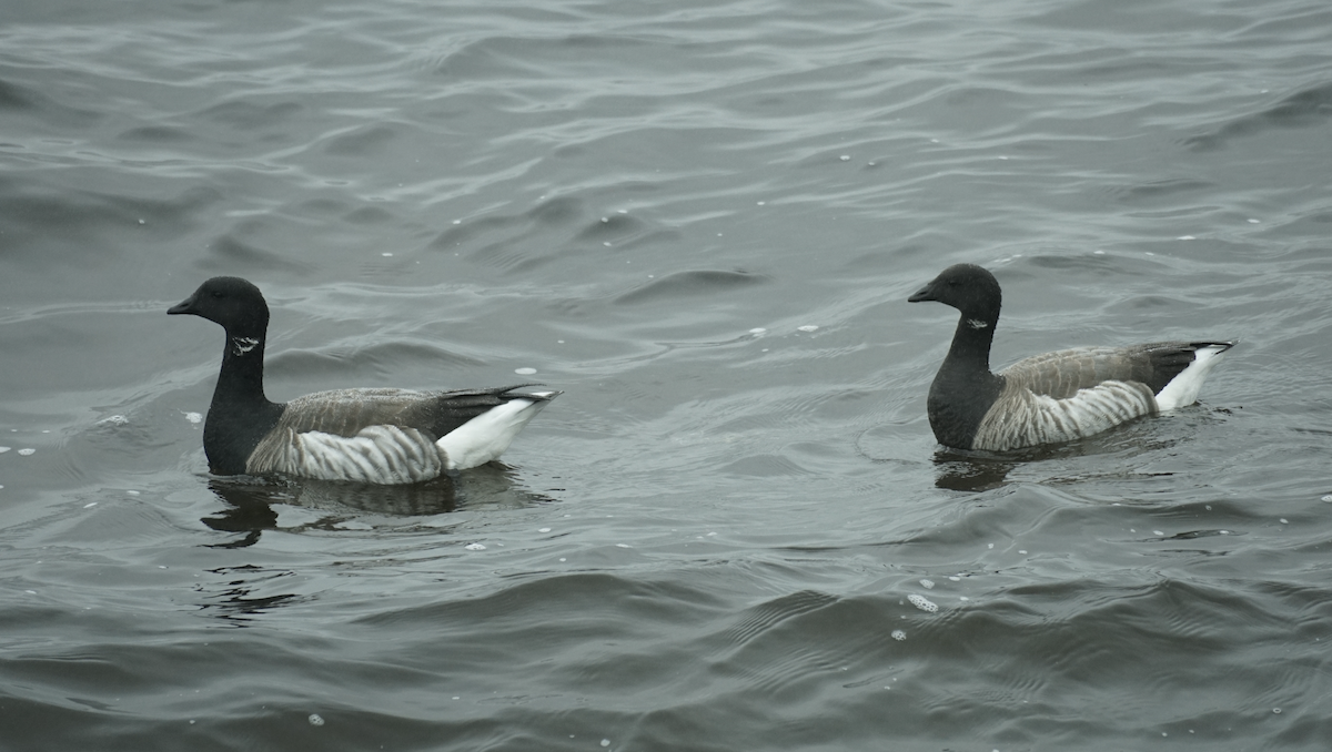 Brant - ML637524912
