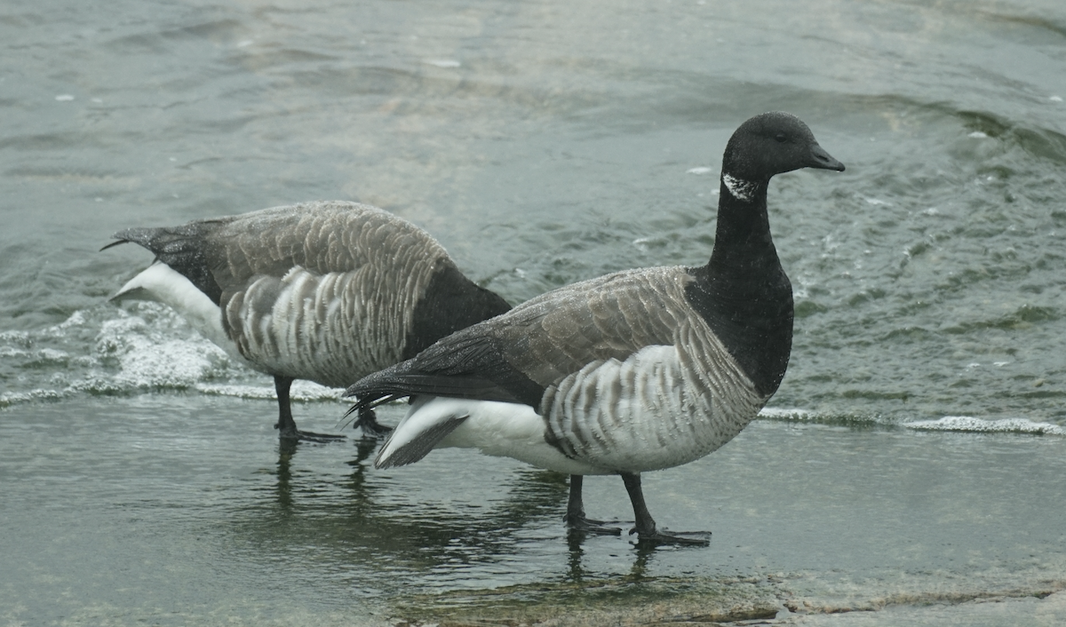 Brant - ML637524913