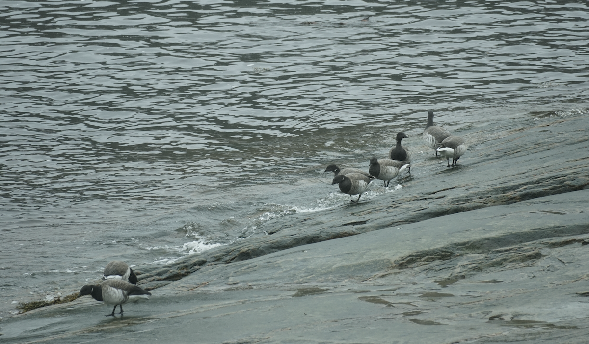 Brant - ML637524914