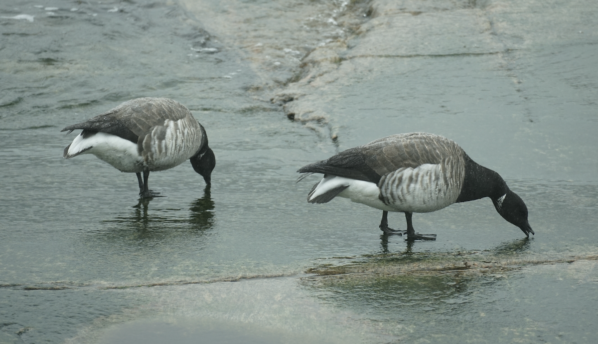 Brant - ML637524915