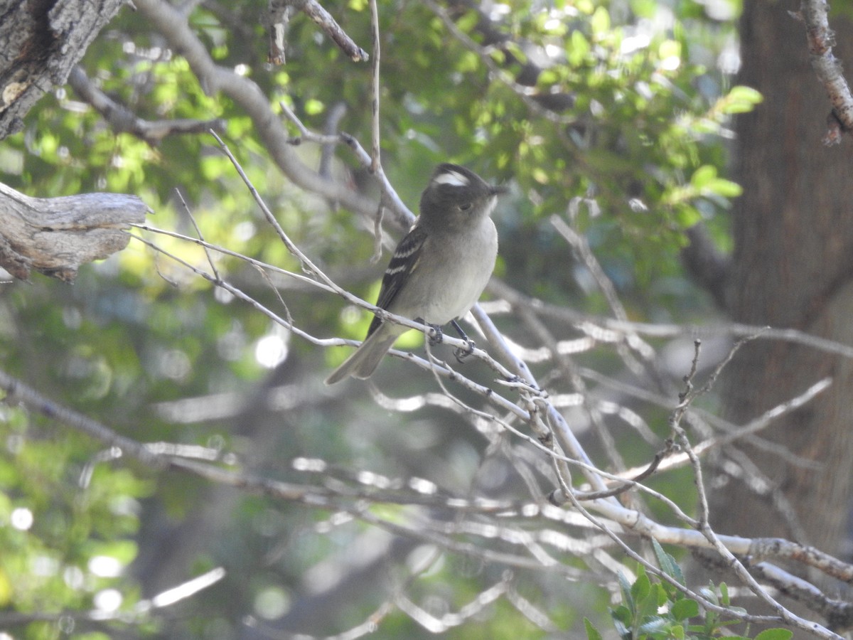 White-crested Elaenia - ML637524916