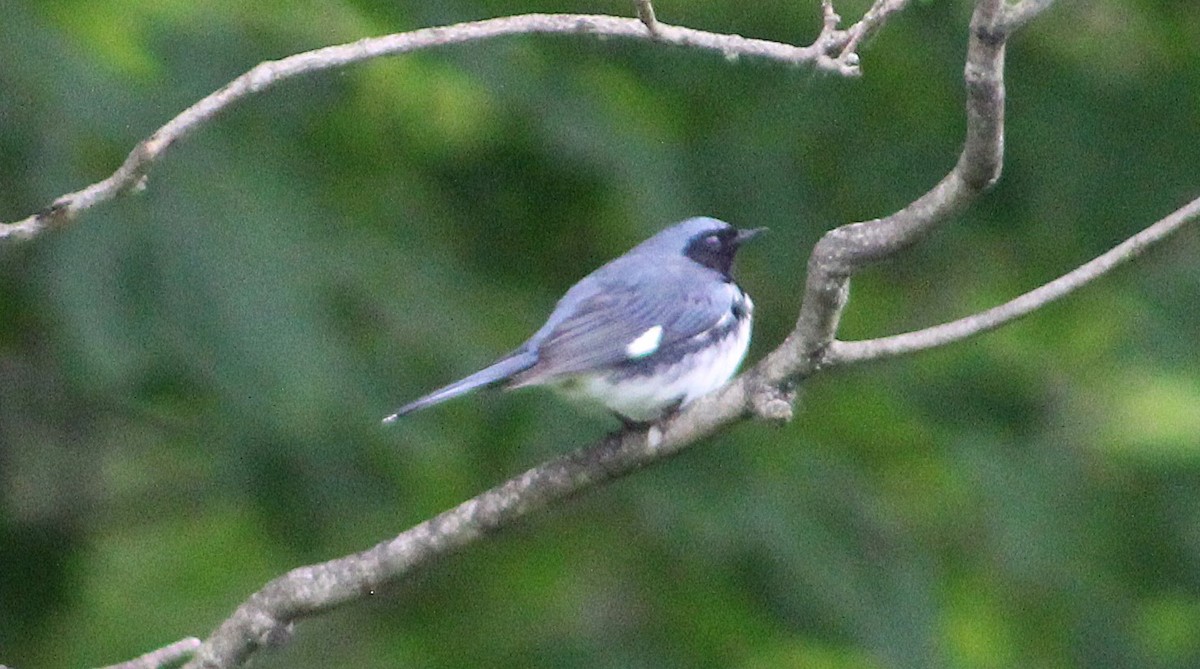 Black-throated Blue Warbler - ML637524923