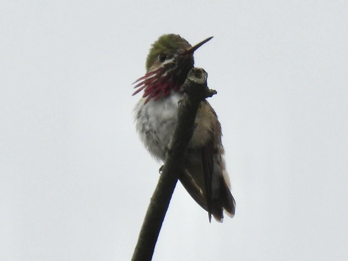 Calliope Hummingbird - ML637524967