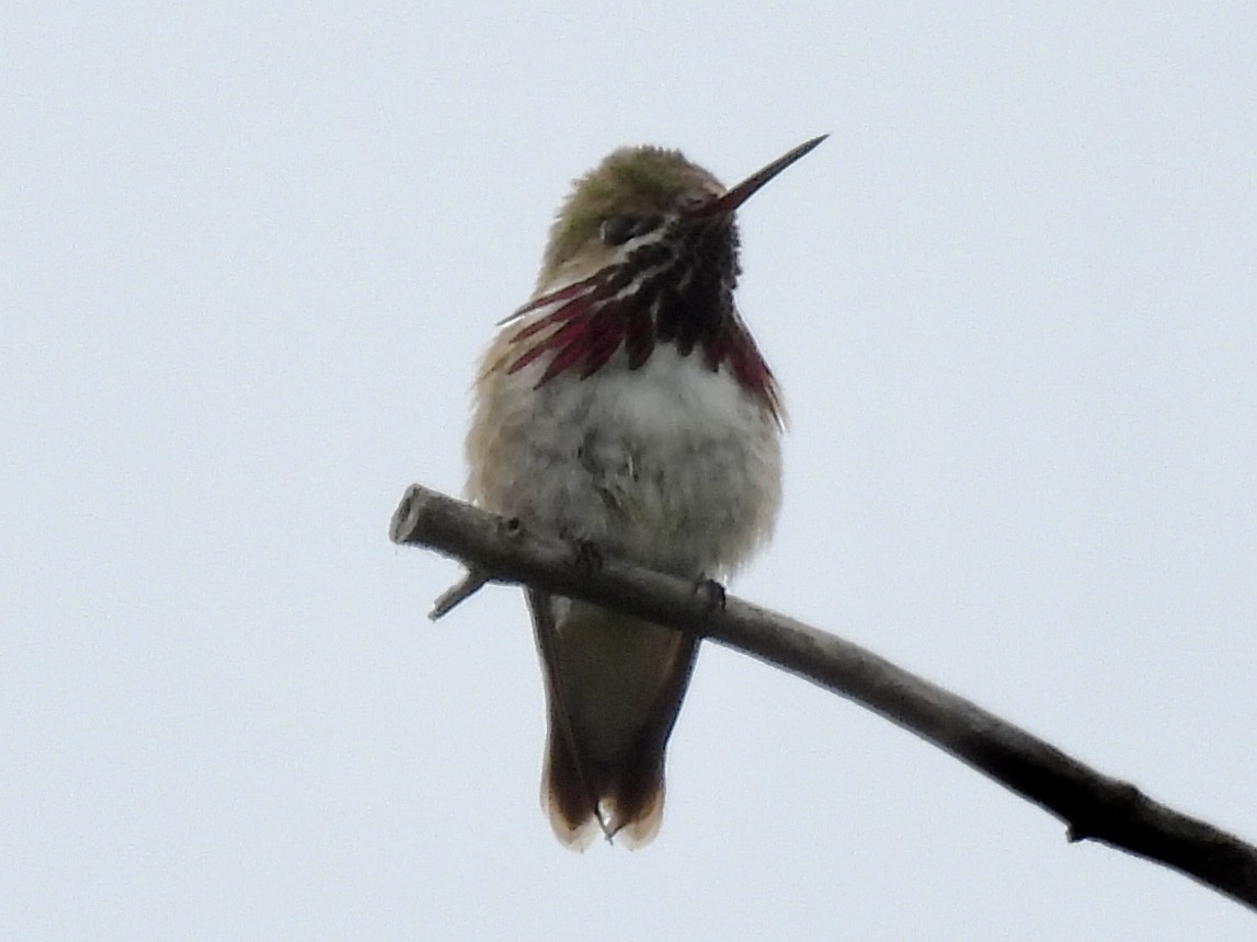 Calliope Hummingbird - ML637524968