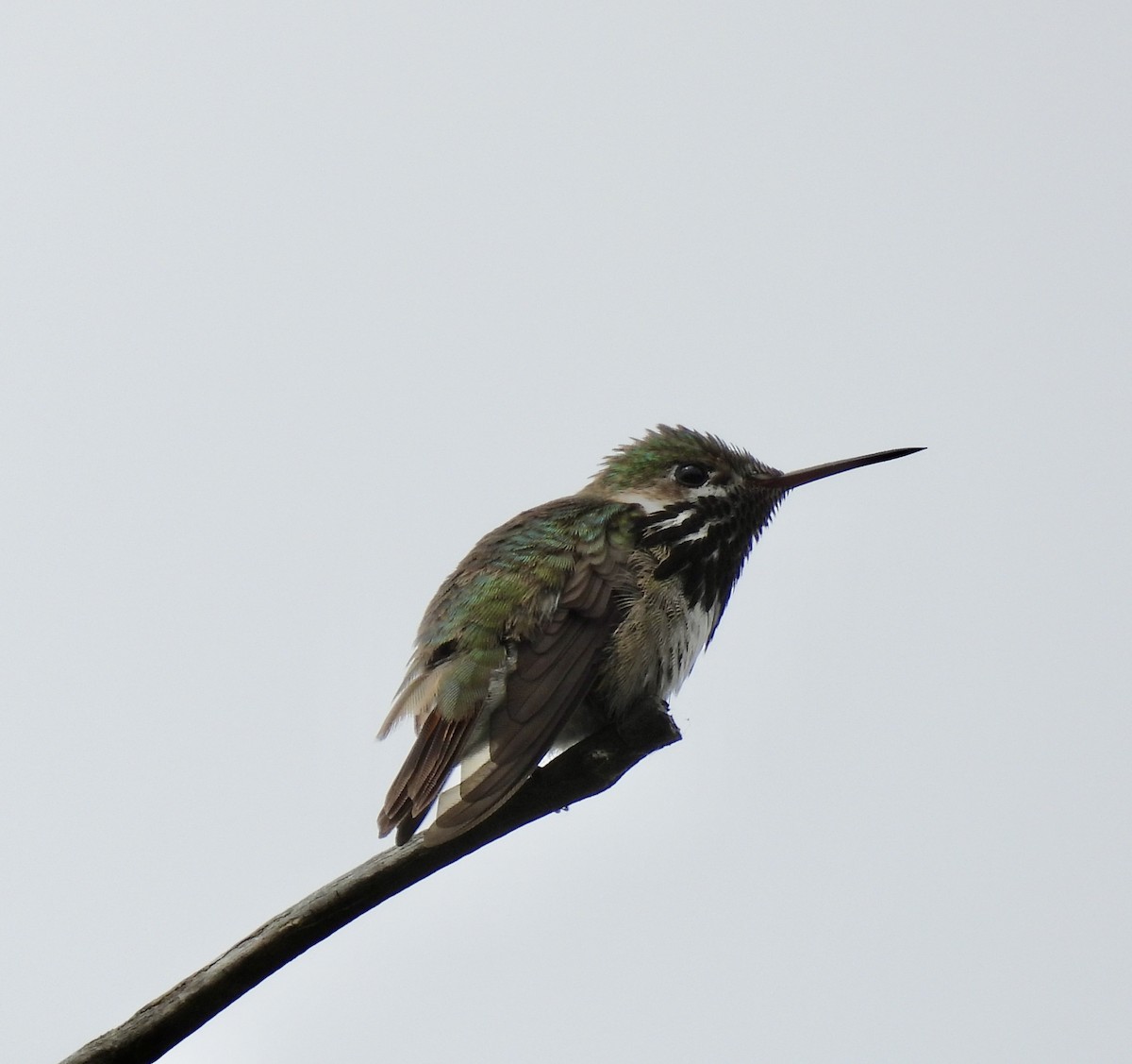 Calliope Hummingbird - ML637524970