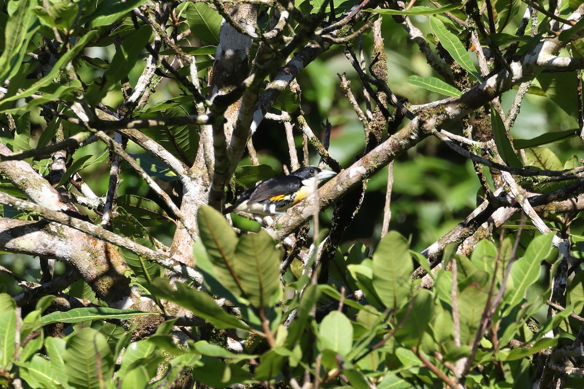 Spot-crowned Barbet - ML637524983