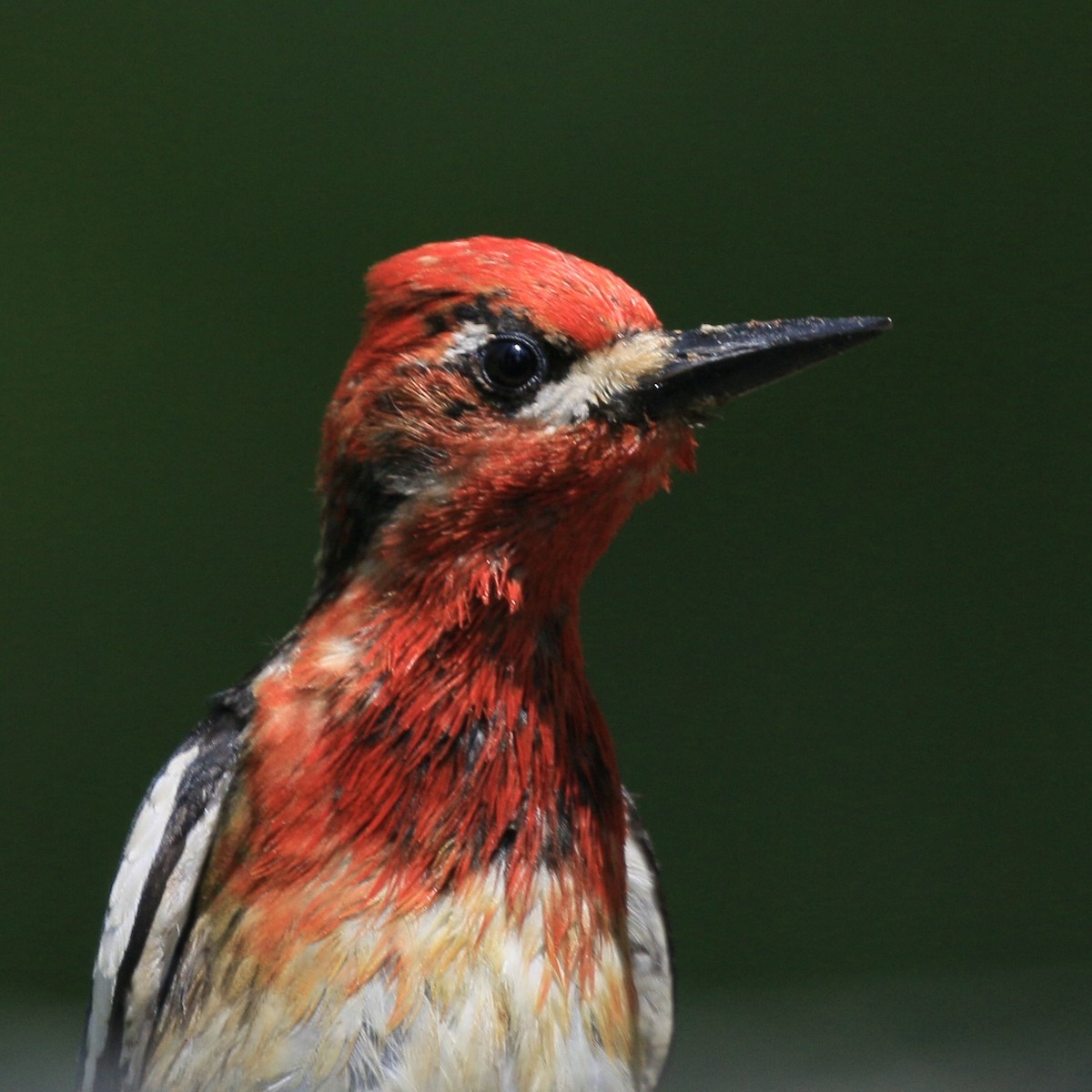 Red-breasted Sapsucker - ML637525006