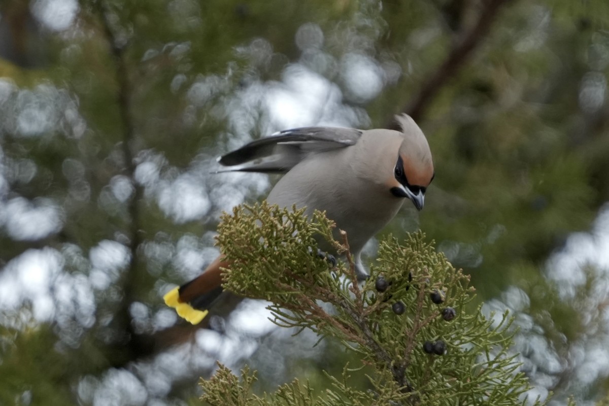 Bohemian Waxwing - ML637525074