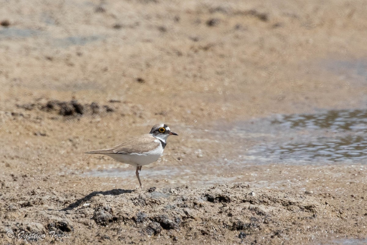 Little Ringed Plover - ML637525080