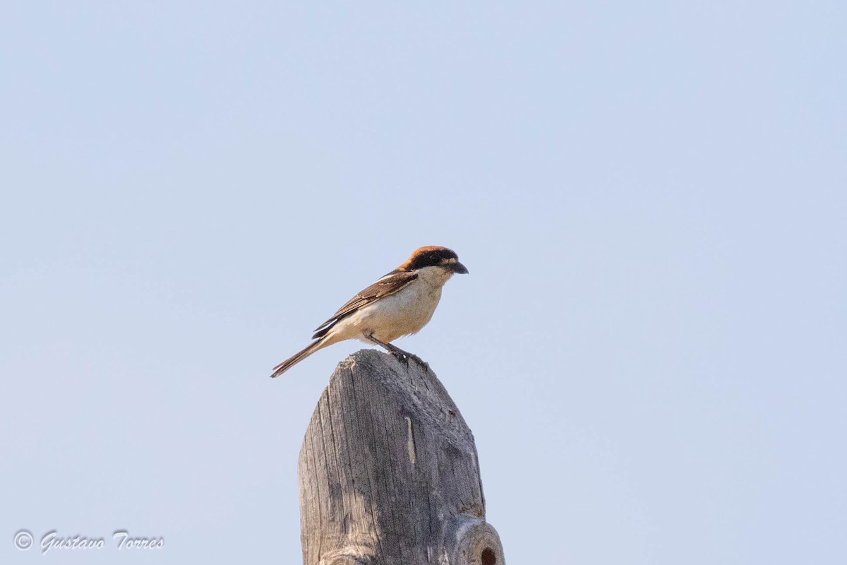 Woodchat Shrike - ML637525084