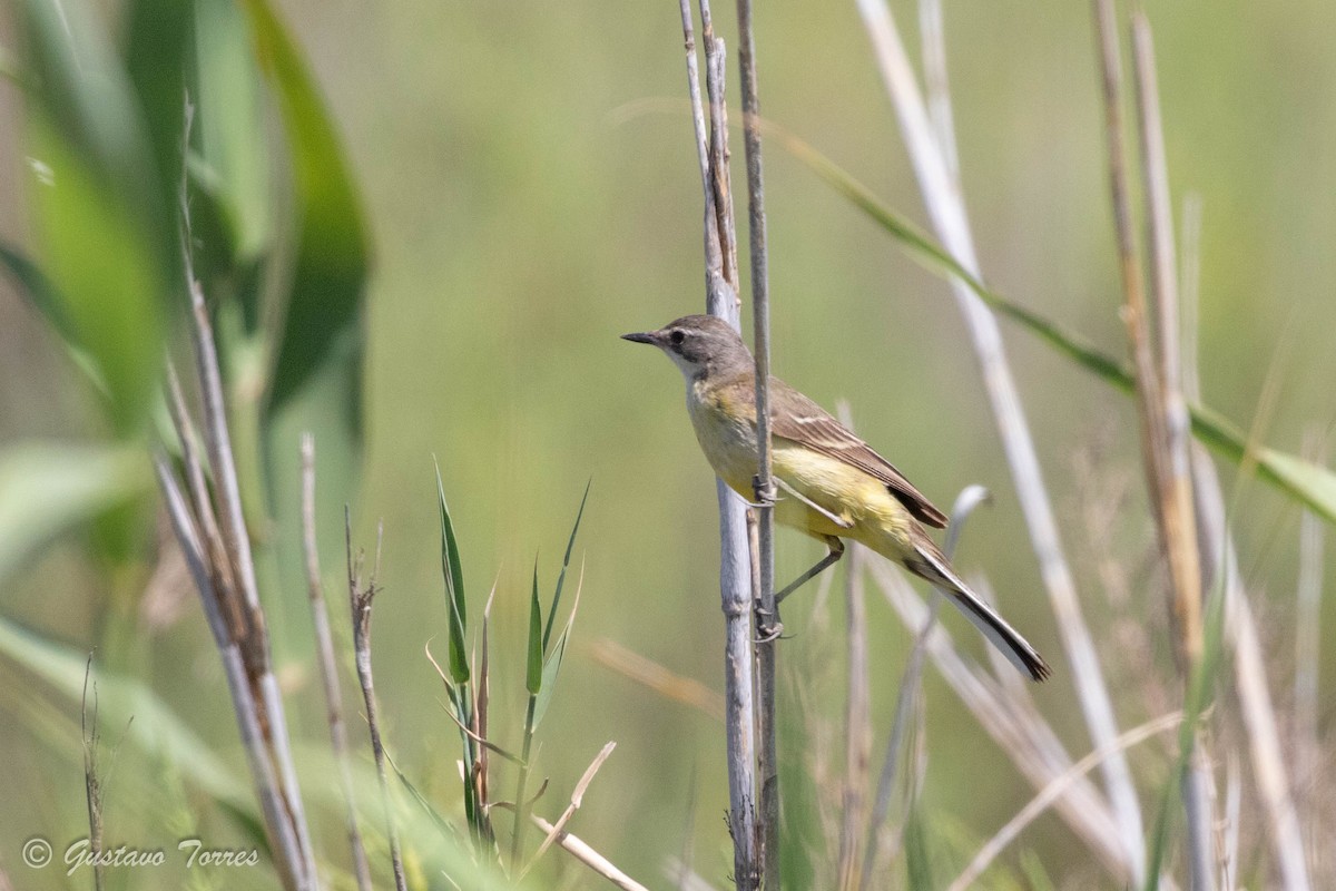 Western Yellow Wagtail - ML637525086