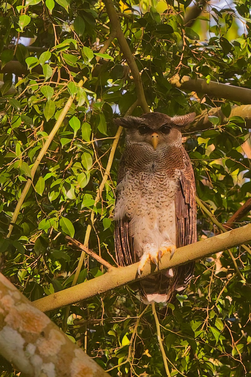 Barred Eagle-Owl - ML637525099