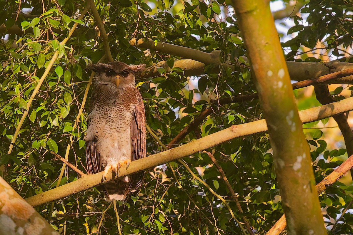 Barred Eagle-Owl - ML637525100