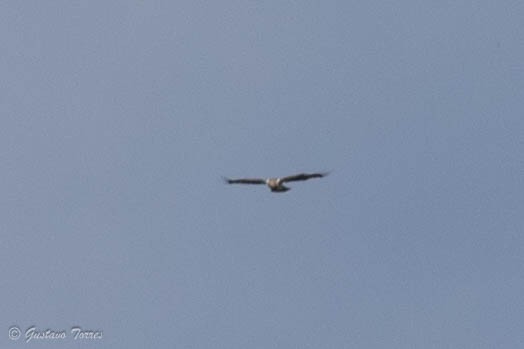 Booted Eagle - ML637525107