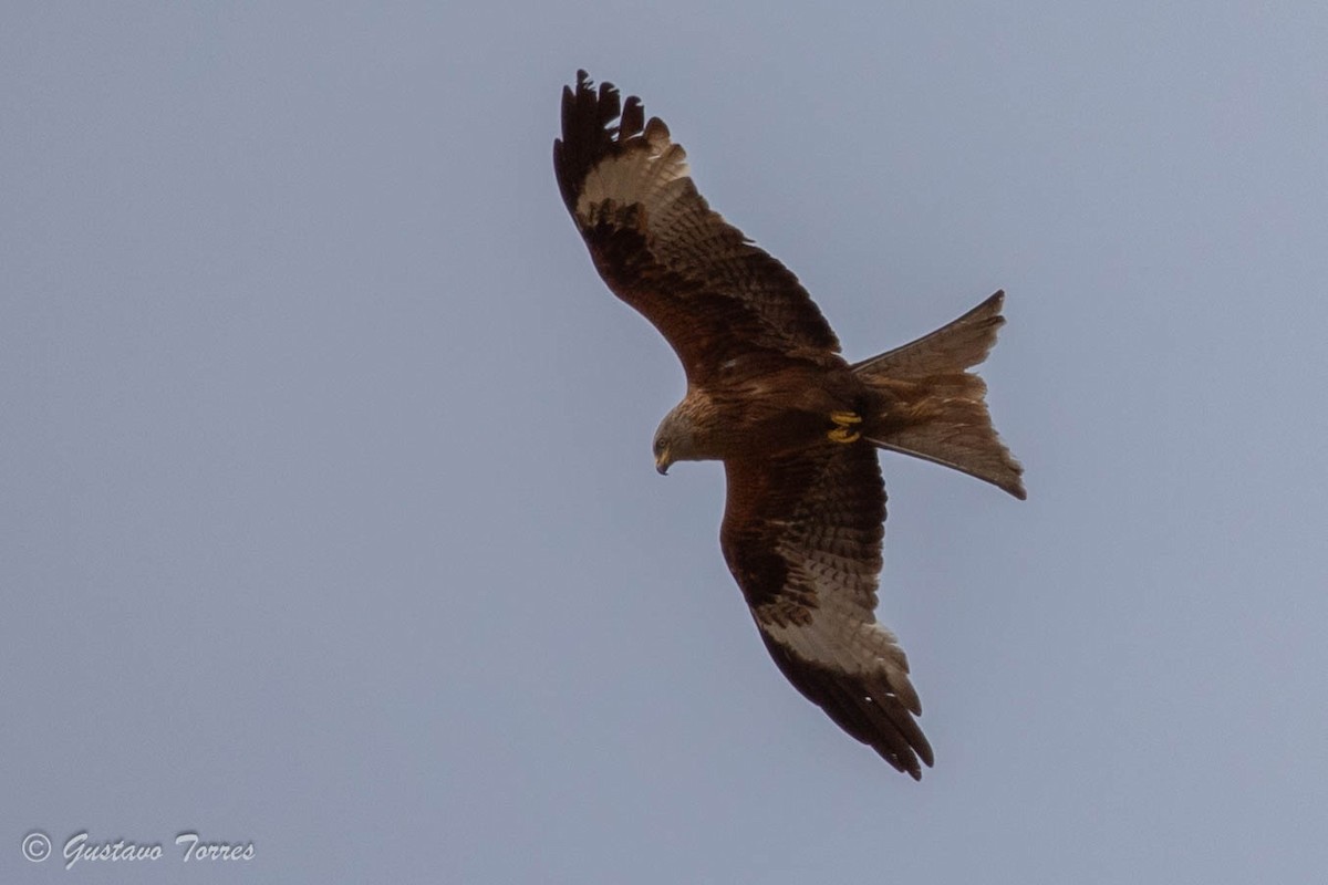 Red Kite - ML637525137
