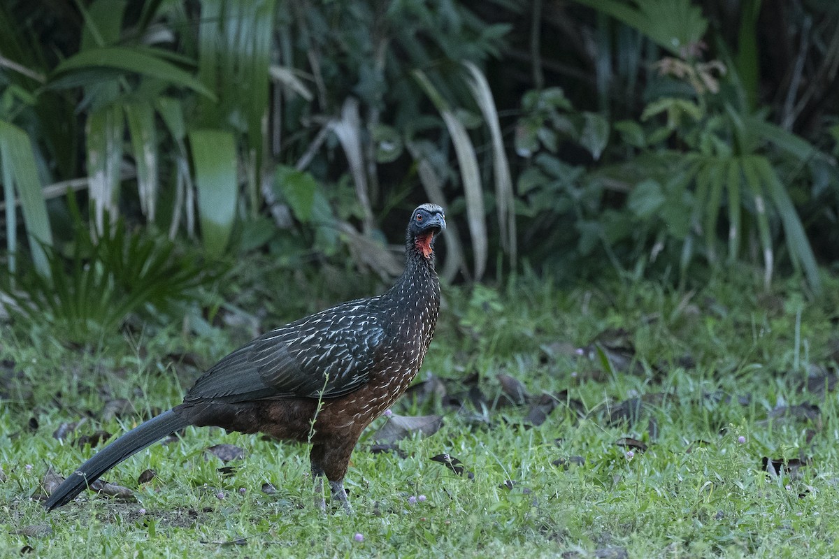 Chestnut-bellied Guan - ML637525170